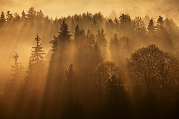 Анна Антименкова Нют | 