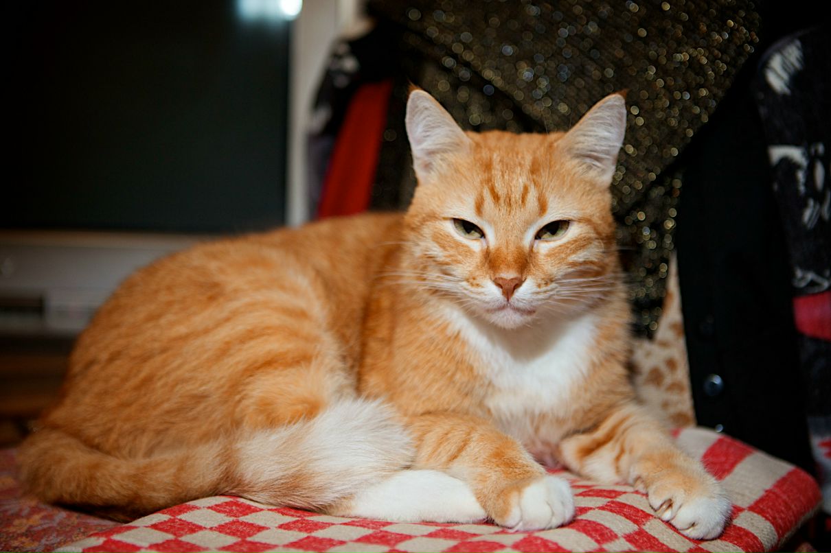 Леонид Бородин Σπαρτιάτης | Краснодар