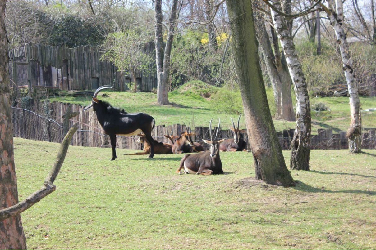 Кирилл Смирнов | Санкт-Петербург