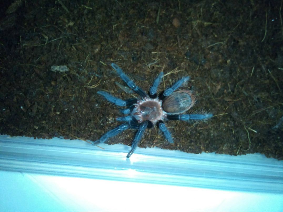 Сергей Сергеевич brb | Napoli