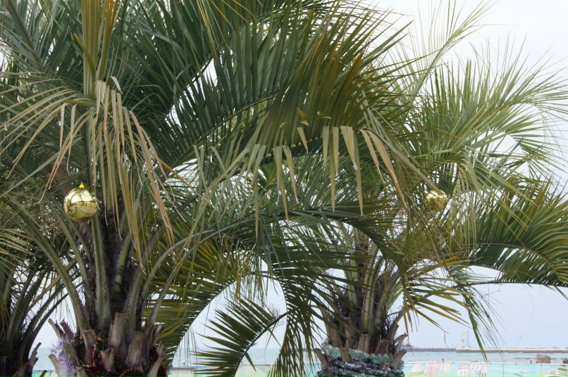 Vika Pitch | Кострома