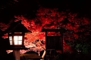Autumn Night in the Shinsen-en, Kyoto