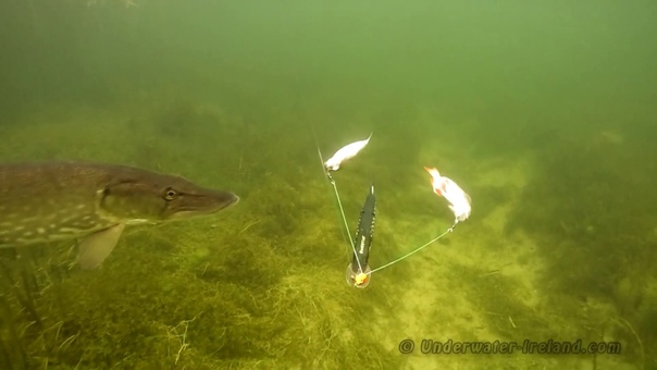 Fishing, pike attacks: Mike vs herring vs perch. Рыбалка щука атакует