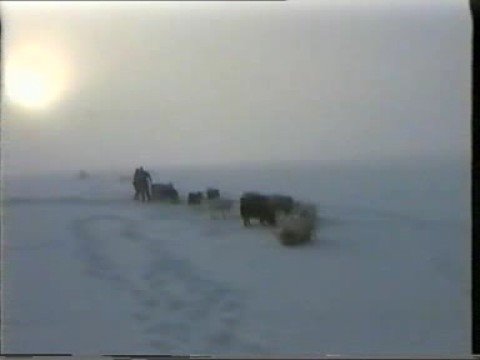 the Last Antarctic dog