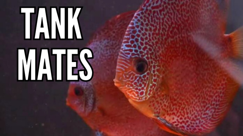 Top 10 Tank Mates for Discus