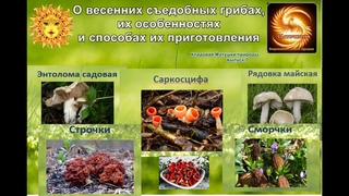 О весенних грибах, их особенностях и способах их приготовления. Рубрика “Кладовая Матушки Природы“№7