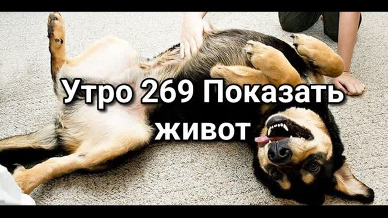 Утро 269 с Андреем Тихоновым. Показать