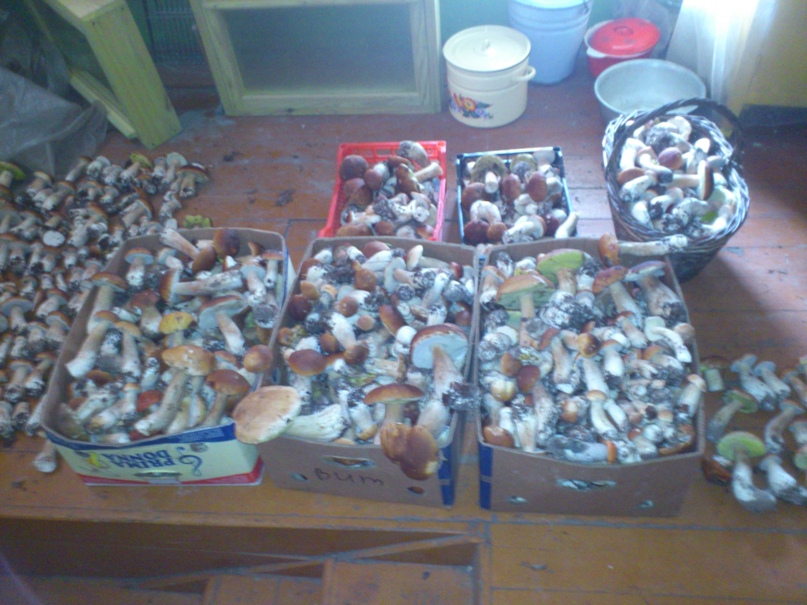 Александр Толченов | Муром