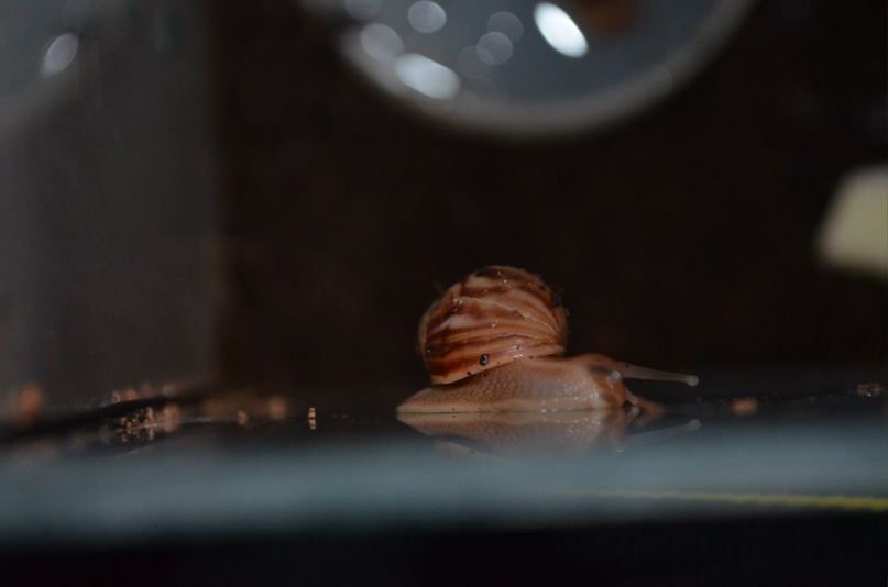 Анастасия Мозговая | Мангуш (Першотравневое)