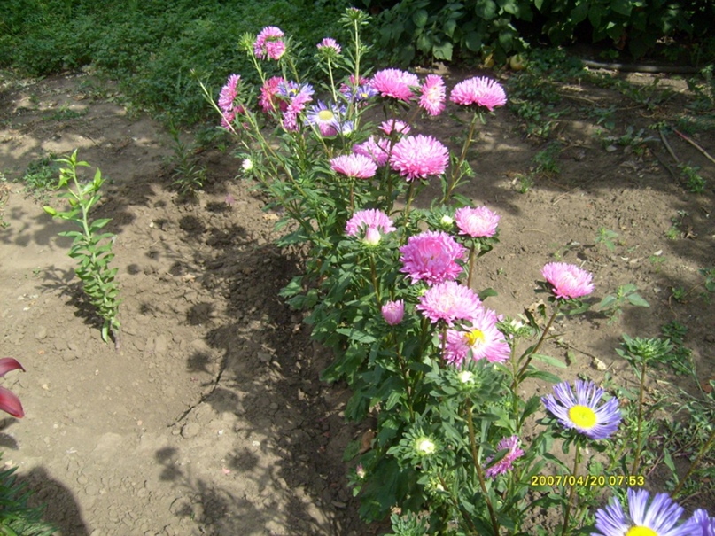 Анатолий Селиванов |