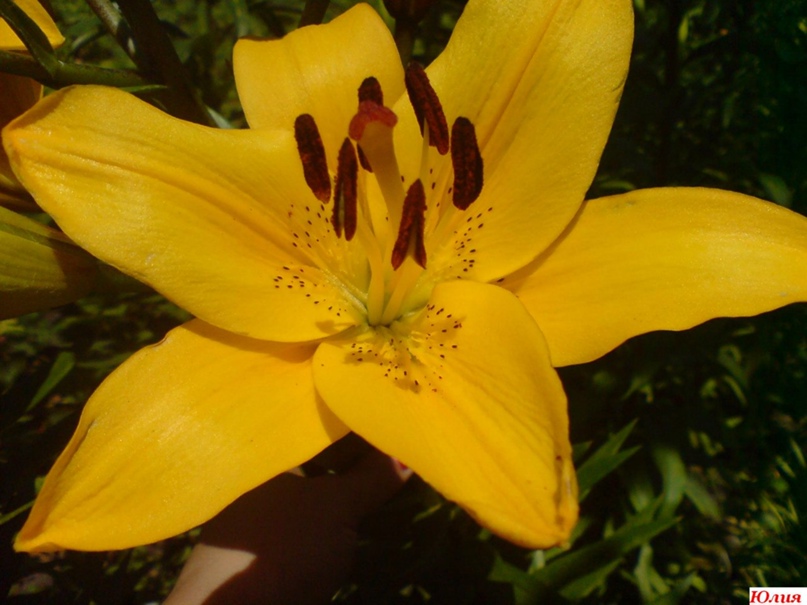 Юлия Аскарова |