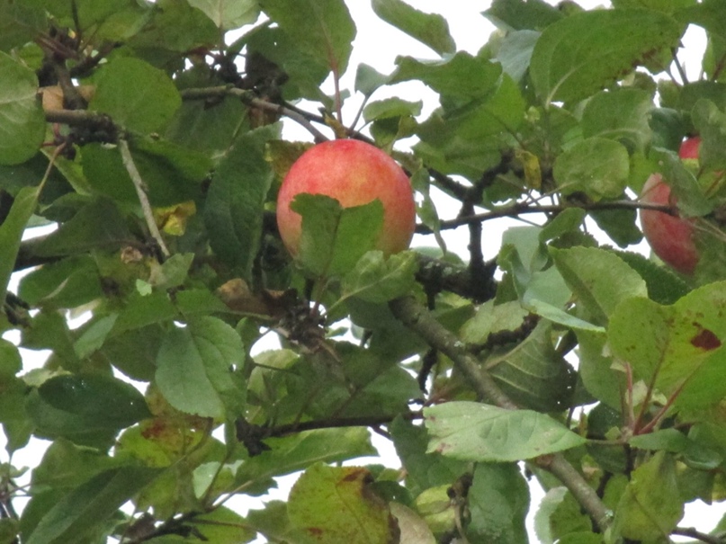 Инна Филиппова | Санкт-Петербург