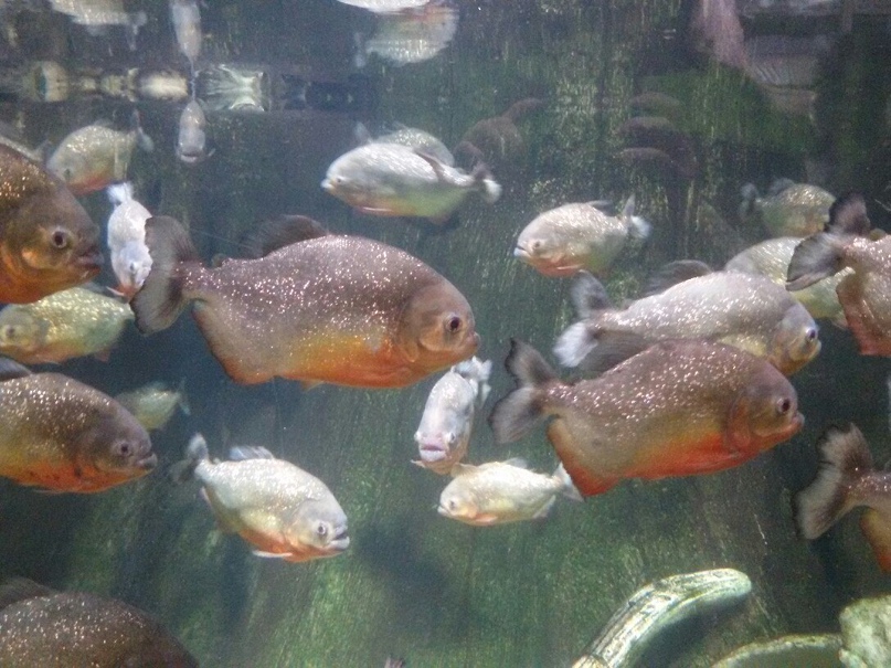 Алексей Сосновский | Залари