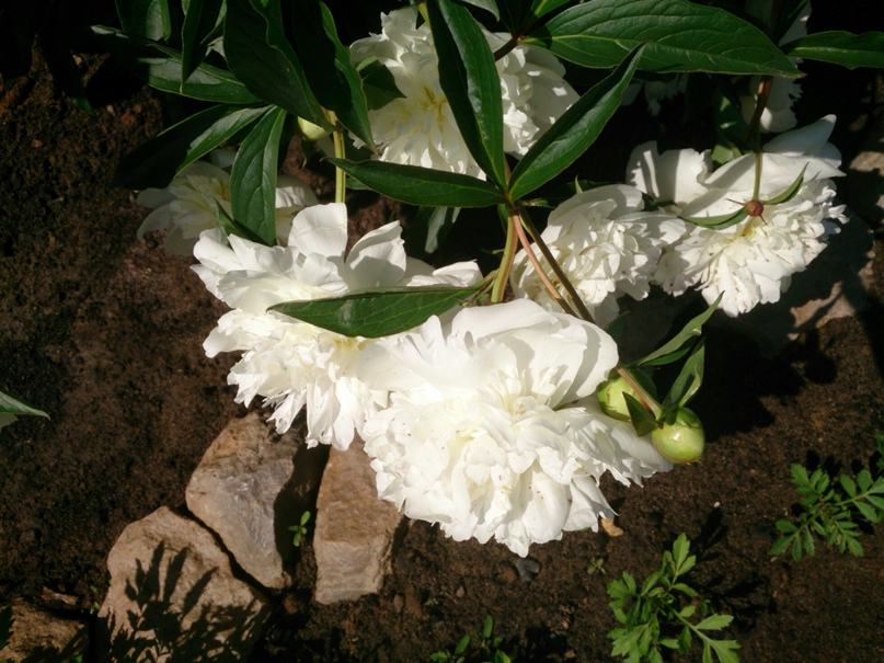 Светлана Некрасова | Киров