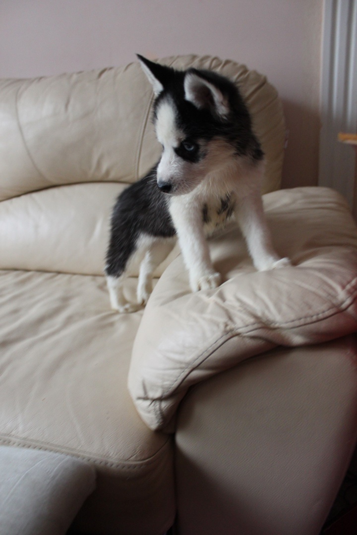 Серёга Дьяченко | Санкт-Петербург