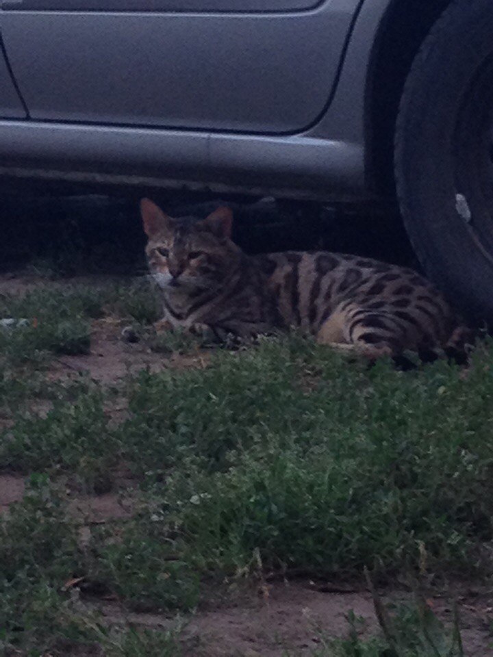 Никита Ульянов | Самара