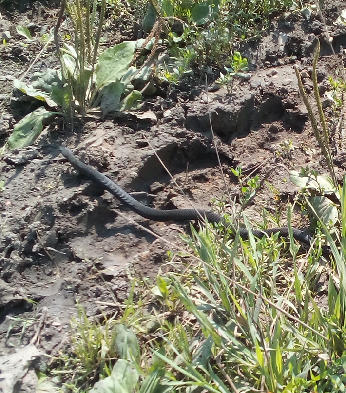 Ксения Меньшова | Новокузнецк