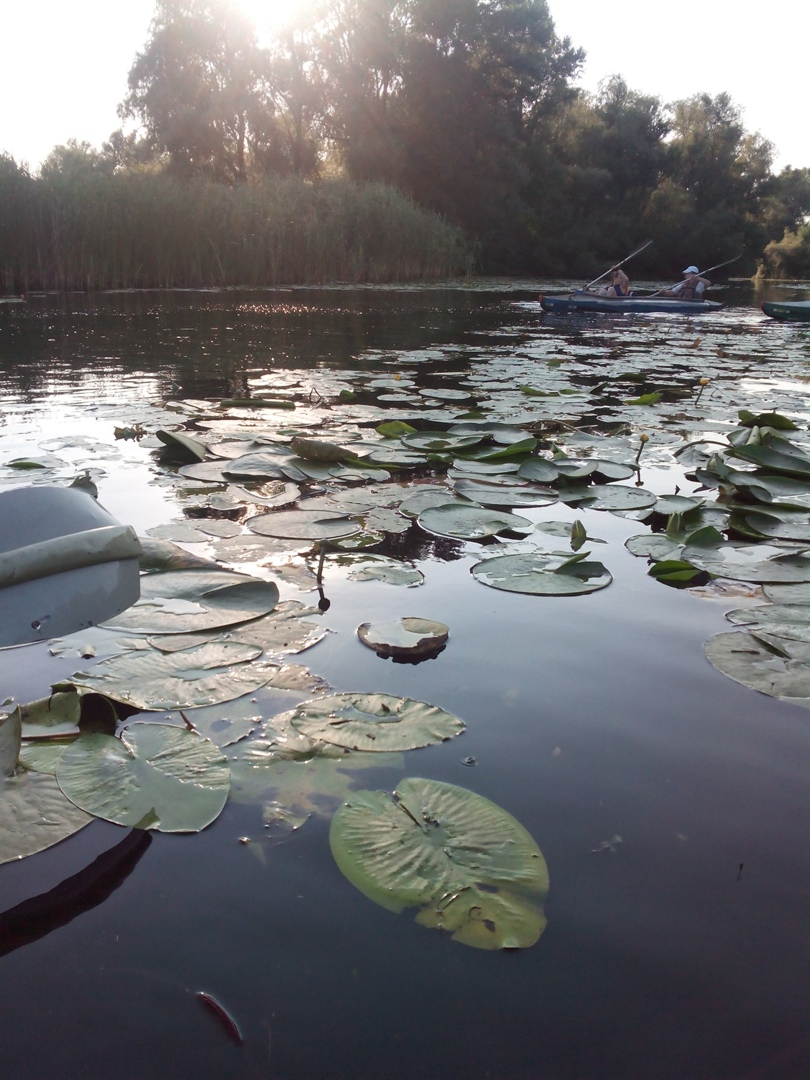 Светлана Мирошниченко | Запорожье