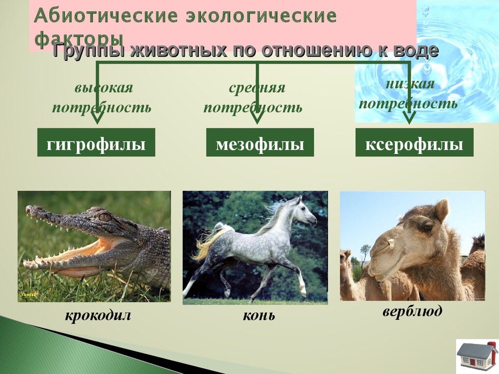 Картинки ТАБЛИЦА ОТРЯДЫ ПТИЦ ПО БИОЛОГИИ 7