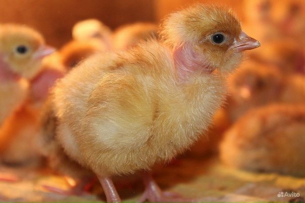Инкубатор принимает заявки на с/х птицу. В наличии:...