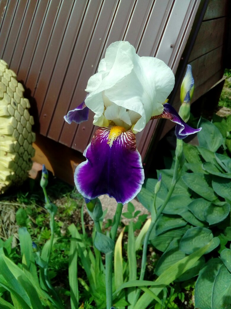 Елена Галашина | Великий Новгород