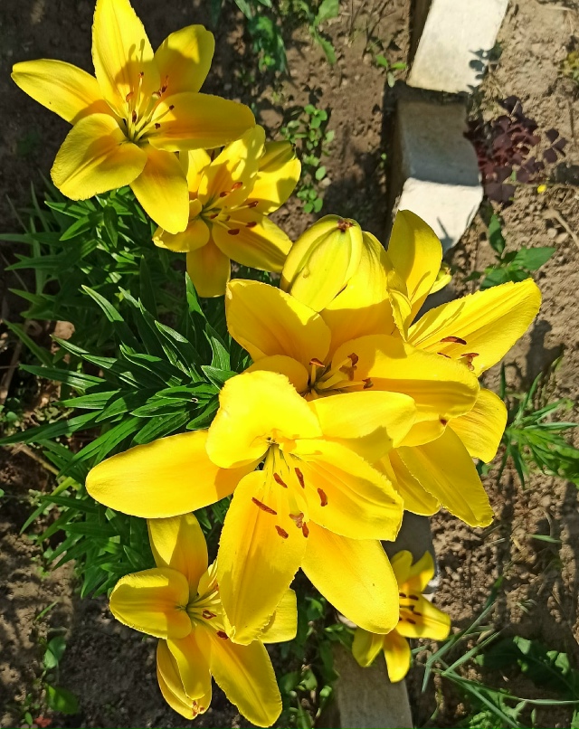 Наташа Ершова |