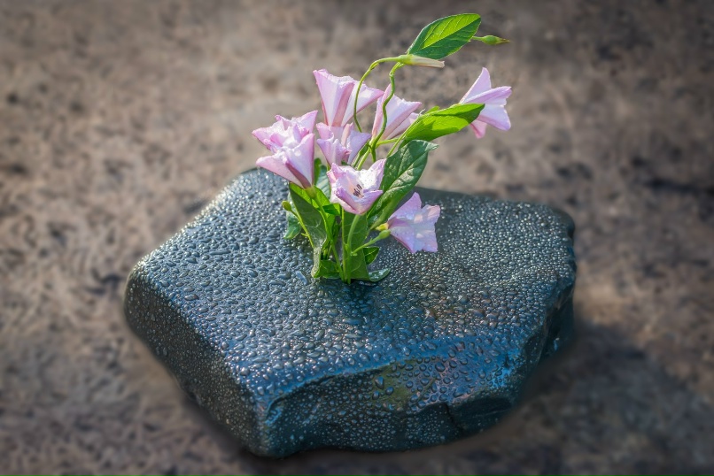 Pin by بهار بهاری on پوشه من Alpine flowers, Rare flowers, Rock flowers