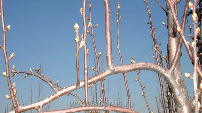 Волчки на груше фото Волчки на груше фото