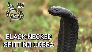 Deadly venomous Black-necked spiting cobra (Naja nigricollis), wild snake in Kenya, black snake