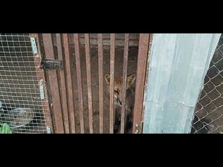 Фантик и Фаня