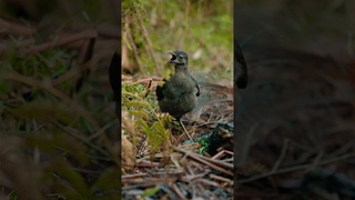 Just another lyrebird with a lot to say.