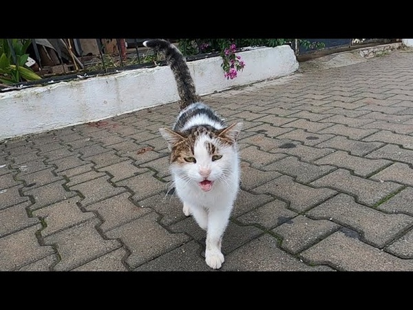 Most talkative cat ever is unbelievable