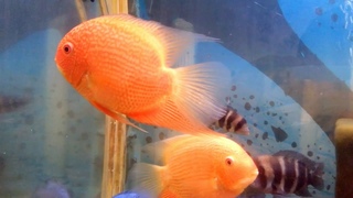 Плацидохромис фенохилус мдока (placidohromis phenochilus mdoka)