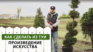 Делаем из туи произведение искусства
