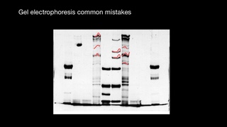 #16 Gel electrophoresis common mistakes