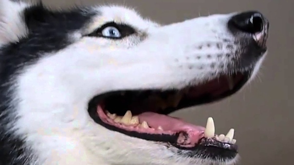 True Facts About Mishka the Talking