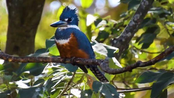 Ringed Kingfisher, Красногрудый пегий зимородок, Megaceryle