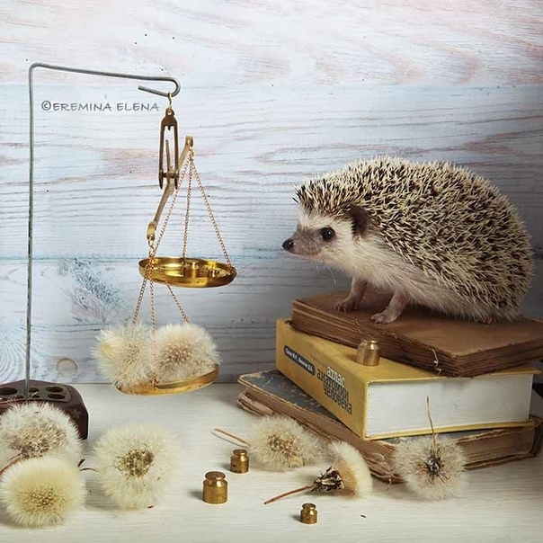ежуванчики елена еремина. еремина е т. ёжики елены ерёминой 2022. еремина е т.