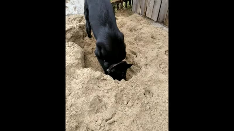 VID_65050711_163342_627.mp4