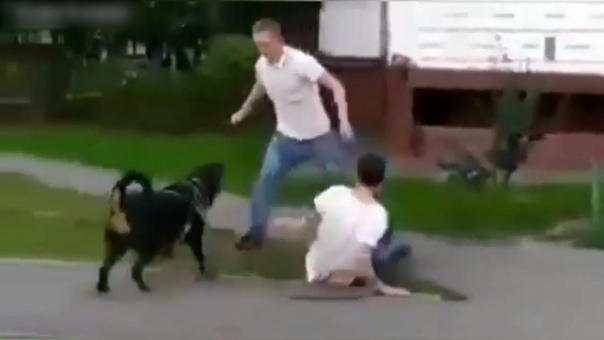 Овчарка нападает на ребенка. Немецкая овчарка напала на ребенка в москве. Немецкая овчарка напала на ребенка в москве. Овчарка напала. Немецкая овчарка напала на хозяина.