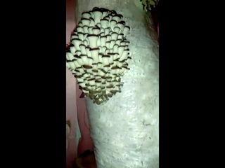 VID 20161127 WA0000 1