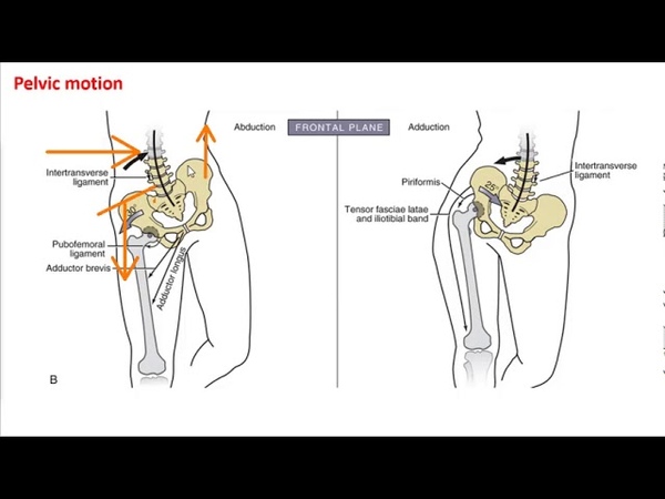 The Hip and Pelvic Girdle